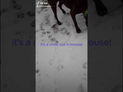 is it a mouse or a mole?