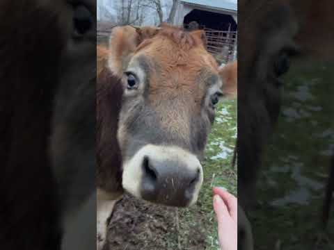 Feeding The #highlandcows 💖