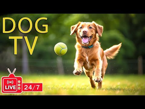 DOG TV 24/7: Best Entertainment Video for Dogs Relax & Relieve Anxiety When Alone - Music for Dogs