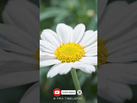 CHAMOMILE FLOWER blooming Time Lapse #shorts