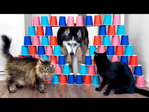 Husky Dogs and Cats Tiptoe Over a Rickety Obstacle