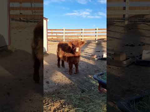 The Babies Are On Their Own! #highlandcows #highlandcalves