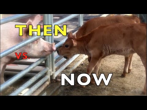 BABY COWS PLAYING LIKE SCHOOL KIDS | THEN vs NOW | COMPILATION