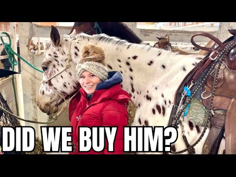 DID I FIND MY DREAM APPALOOSA HORSE AT THE AUCTION? A HUGE LEOPARD!