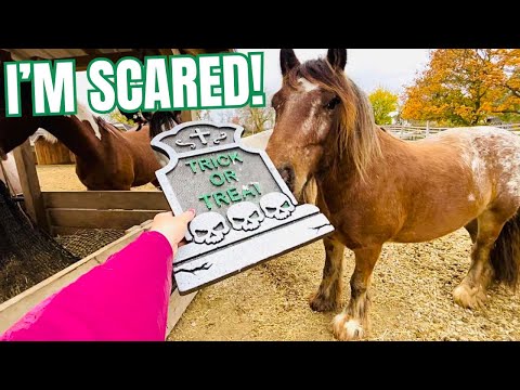 These Horses Got SPOOKY!!!