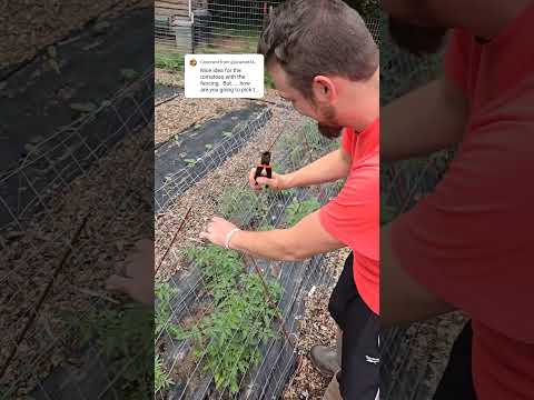 A-Frame Trellis For Tomatoes With Welded Wire