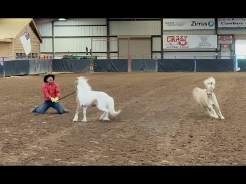 Miniature rescue horse saved from auction!