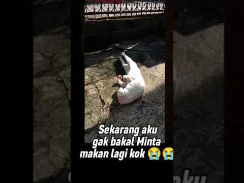 Semoga surga untukmu..#kucing #kucingimut #kucingkampung #islamicshorts #islamicstatus #islam