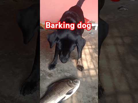 #labrador#barking# black labrador laika