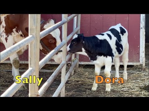 BABY COW MAKES FRIEND  | BABY COW DORA MEETS SALLY THE COW | COWS FOR KIDS | ANIMALES DE GRANJA