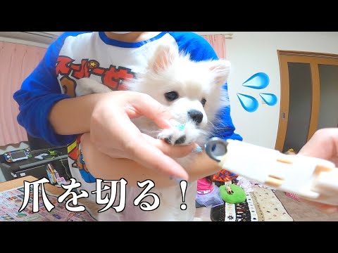 ドキドキ！子犬の爪を切るぞ！ぽこあぽこ