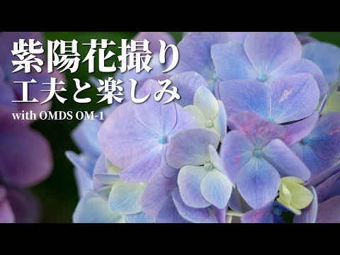 紫陽花撮りー工夫と楽しみー