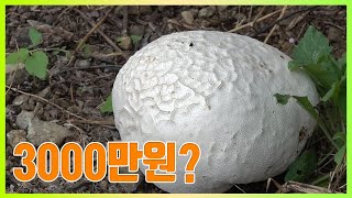 숲의 로또 한개 3000만원 댕구알버섯 거제에서 발견?