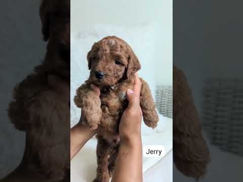 Meet Jerry #seinfeld #multigengoldendoodle #goldendoodle #cutedog #minidoodle #goldenretriever