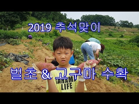 오호TV [큰할아버지댁 벌초 & 고구마 수확]