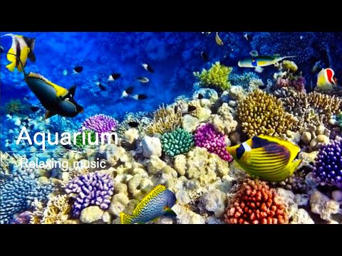 AQUARIUM &Relaxing music｜リラックスできる音楽と熱帯魚水槽