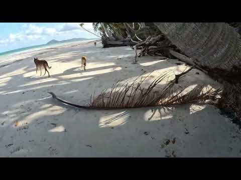 BEACH TRAINING WITH GRIS AND SHELLY ( Spot the ambergris)