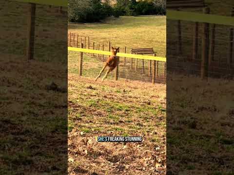 More foal zoomies! 🐴💨 These babies have endless energy—watch them play in the field! Pt 2