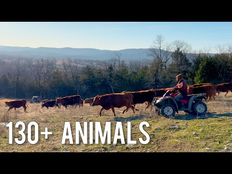 Moving 130+ Cows and Sheep to New Pasture