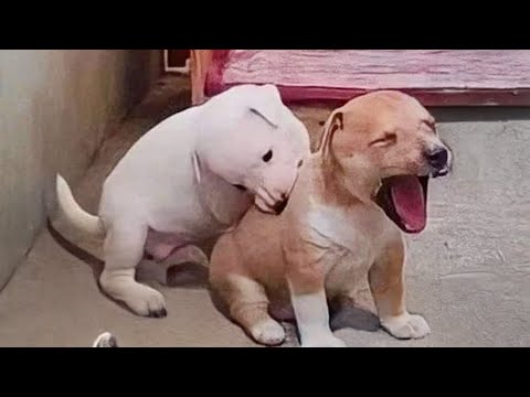 These Puppies Are Just Here to Make You Laugh 😁 Funniest Animal Videos