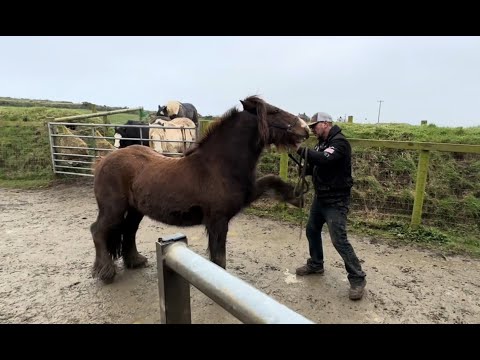 Rescue pony is becoming to dangerous to handle!! How can I help?