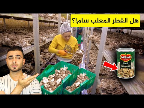 كشف حقيقة الفطر المشروم المعلب😱 ما لا تعرفه عن انتاج الفطر!؟ شاهد بنفسك