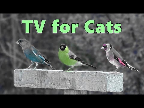 Cat TV ~ Birds for Cats to Watch Magic