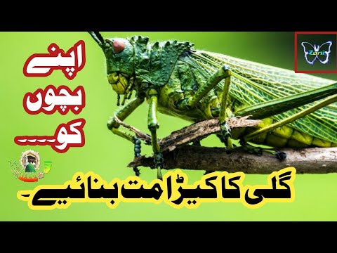 Apnay bachon ko Gali k keerray na bnain| mard kahty hain usay ay bandgan e tamtraq|اردو | हिन्दी