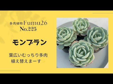 【多肉植物】むちむち多肉のモンブラン植え替えます✨