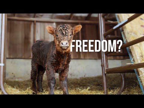 Highland Calf Zoomies! | Small Farm Life