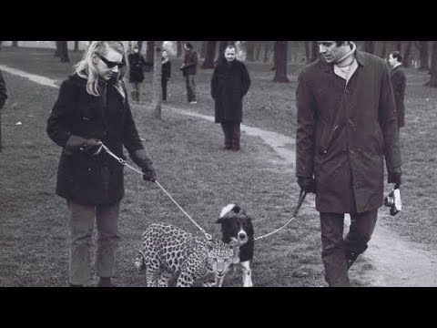 Owning an exotic leopard pet as a London secretary in 1968