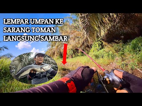 UMPAN JATUH DI SAMBAR TOMAN || CASTING TOMAN KALIMANTAN