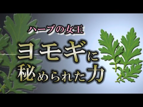 【霊草】道端に生える万能薬｜ハーブ界の女王と呼ばれる雑草【ヨモギ】