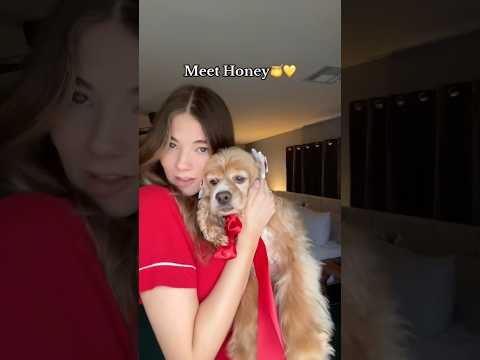 Honey’s first TikTok!!🥹🍯💛