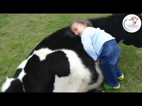 love with cow