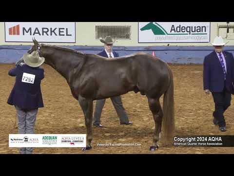 3-Year-Old Stallions - 2024 AQHA World Championship Show