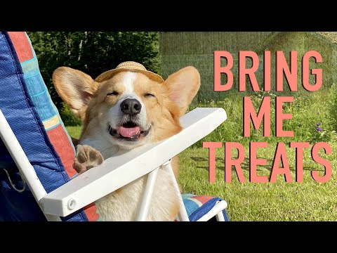 IG VID - VACAY MODE ON! - Topi the Corgi