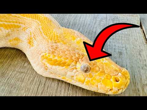 My Pet Python Might Go Blind?!!!