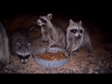 8 Hours - Wild Raccoons &  ASMR Chewing Sounds | Great Escapes