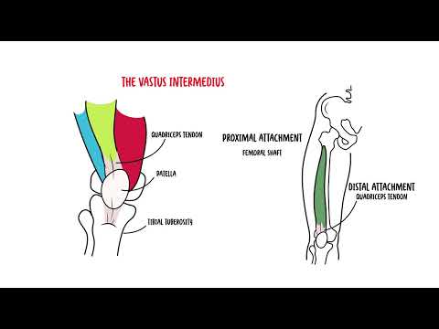 Quadriceps muscle - Clinical Anatomy