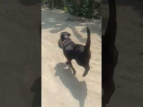 Happy dog#short black labrador#plying with bowl#labrador dog laika