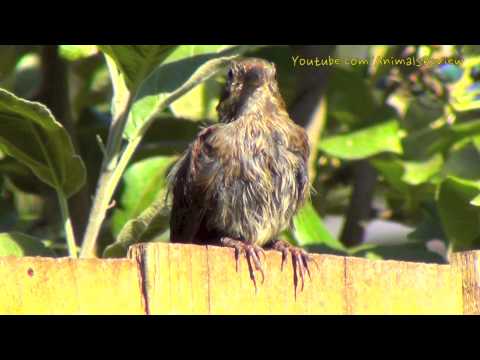 Some bird on a fence