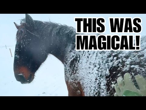 Winter In Montana ~ Horses enjoy the freshly fallen snow!