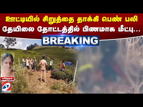 ஊட்டியில் சிறுத்தை தாக்கி பெண் பலி   தேயிலை தோட்டத்தில் பிணமாக மீட்பு