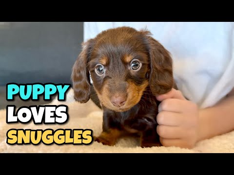 DACHSHUND PUPPY LOVES to SNUGGLE with Her Brother and Sister