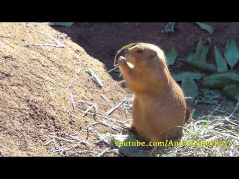 Prairie Dog - LA Zoo