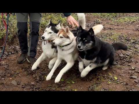 Husky Olive Goes Crazy After Finding Herself Off Leash In the Forest