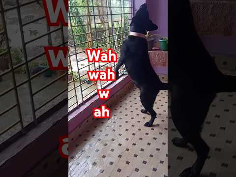 Dog #doglover #labrador barking#labrador laika