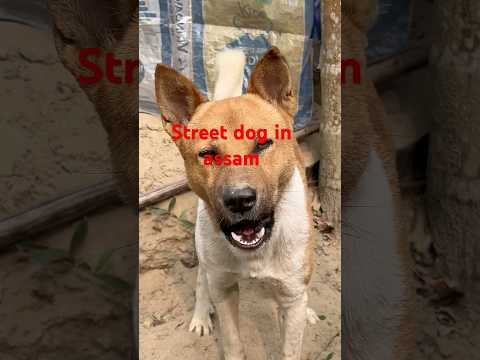 Street dog in assam