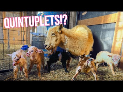 1 in 10,000!!!!  Miniature Goat Birth